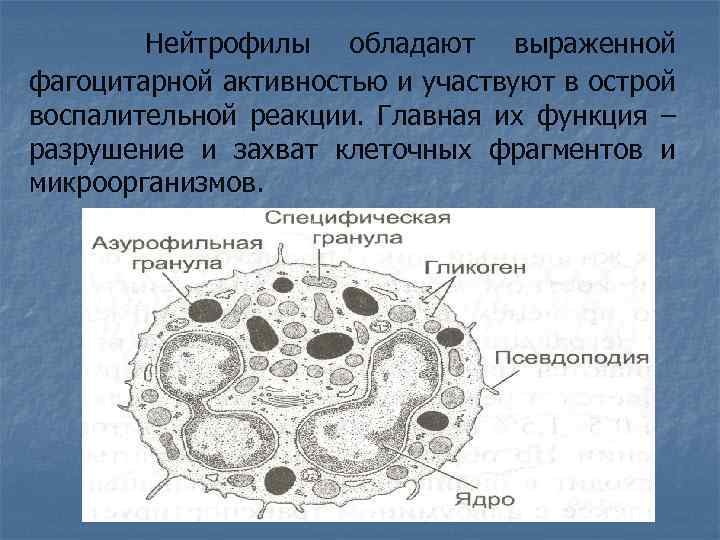  Нейтрофилы обладают выраженной фагоцитарной активностью и участвуют в острой воспалительной реакции. Главная их