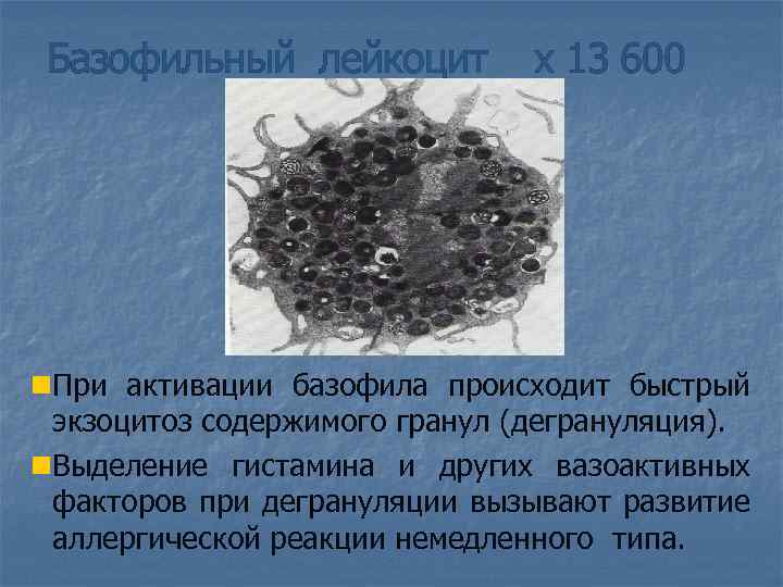 Базофильный лейкоцит х 13 600 n. При активации базофила происходит быстрый экзоцитоз содержимого гранул