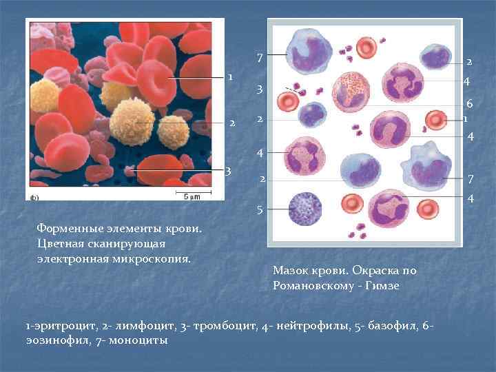 7 1 2 2 4 3 6 1 4 2 4 3 7 2