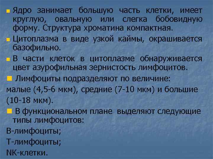 Ядро занимает большую часть клетки, имеет круглую, овальную или слегка бобовидную форму. Структура хроматина