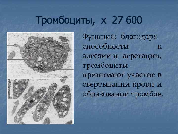 Тромбоциты, х 27 600 Функция: благодаря способности к адгезии и агрегации, тромбоциты принимают участие