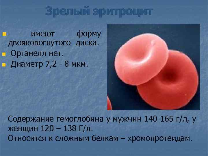 Зрелый эритроцит n имеют форму двояковогнутого диска. n Органелл нет. n Диаметр 7, 2