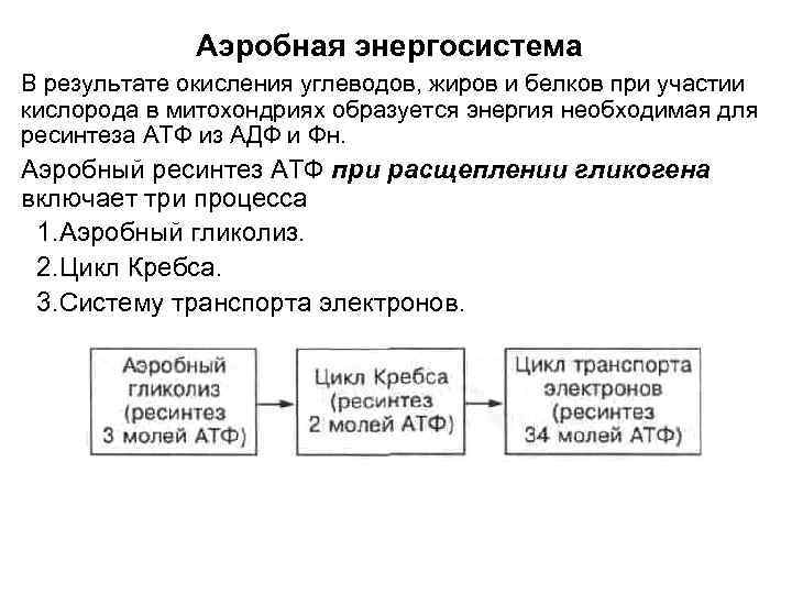 Аэробная энергосистема В результате окисления углеводов, жиров и белков при участии кислорода в митохондриях