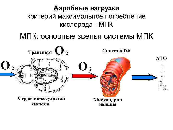 Аэробные нагрузки критерий максимальное потребление кислорода МПК: основные звенья системы МПК 
