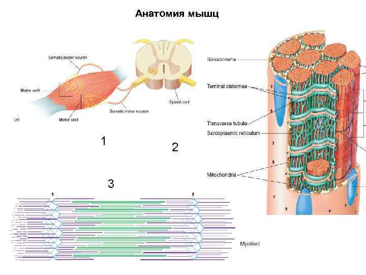 Анатомия мышц 1 2 3 