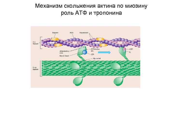 Механизм скольжения актина по миозину роль АТФ и тропонина 