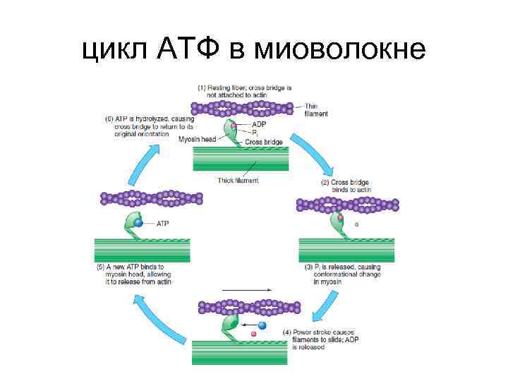 цикл АТФ в миоволокне 