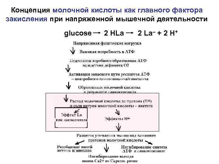 Концепция молочной кислоты как главного фактора закисления при напряженной мышечной деятельности glucose 2 HLa