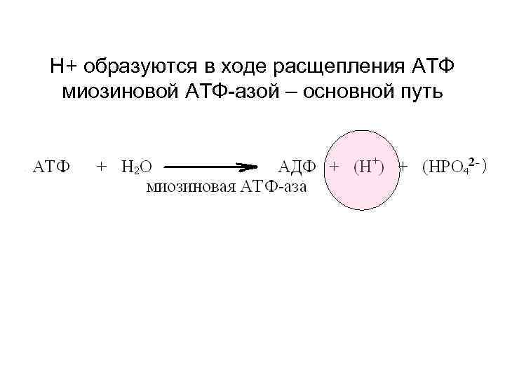 Н+ образуются в ходе расщепления АТФ миозиновой АТФ азой – основной путь 