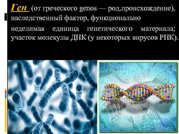 Ген (от греческого genos — род, происхождение), наследственный фактор, функционально неделимая единица генетического материала;