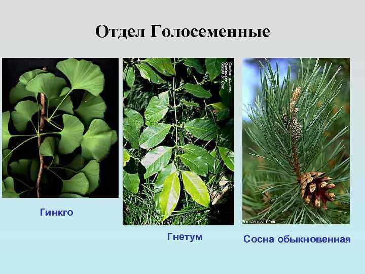 Отдел Голосеменные Гинкго Гнетум Сосна обыкновенная 