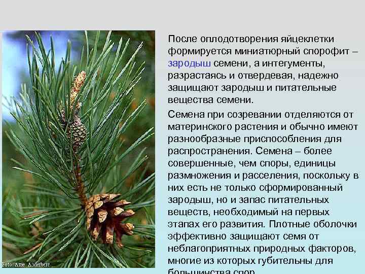 После оплодотворения яйцеклетки формируется миниатюрный спорофит – зародыш семени, а интегументы, разрастаясь и отвердевая,