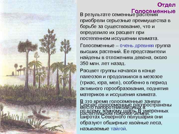 Отдел Голосеменные В результате семенные растения приобрели серьезные преимущества в борьбе за существование, что