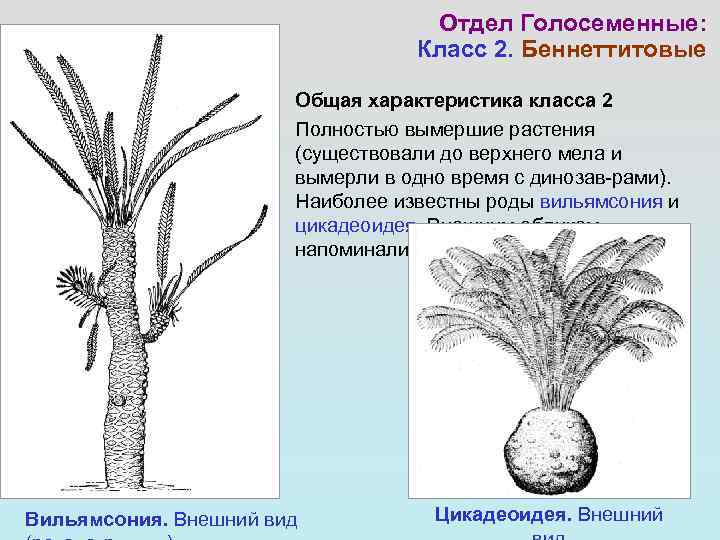 Отдел Голосеменные: Класс 2. Беннеттитовые Общая характеристика класса 2 Полностью вымершие растения (существовали до