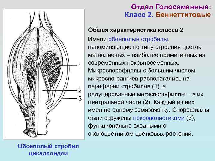 Семязачаток голосеменных. Беннеттитовые семязачаток. Нуцеллус голосеменных. Гнетовые семязачаток.