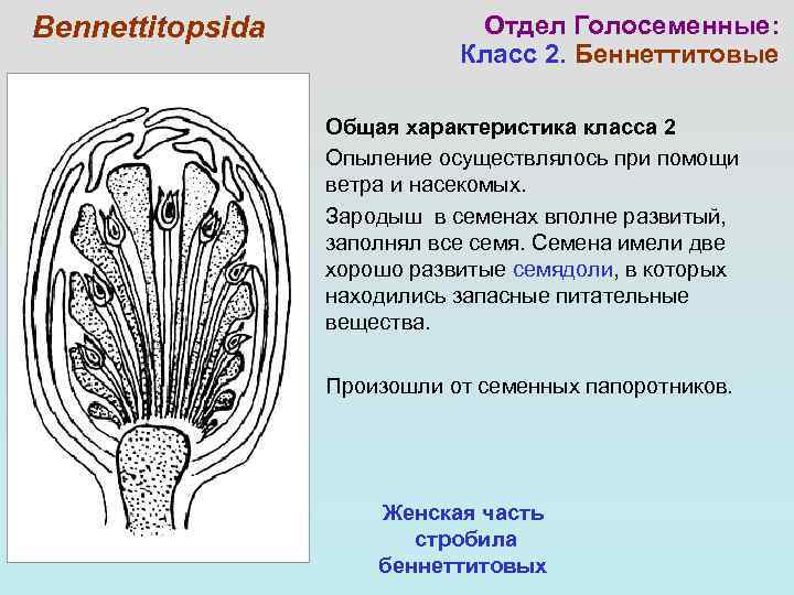 Bennettitopsida Отдел Голосеменные: Класс 2. Беннеттитовые Общая характеристика класса 2 Опыление осуществлялось при помощи