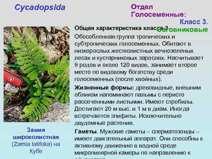 Cycadopsida Замия широколистная (Zamia latifolia) на Кубе Отдел Голосеменные: Класс 3. Общая характеристика класса