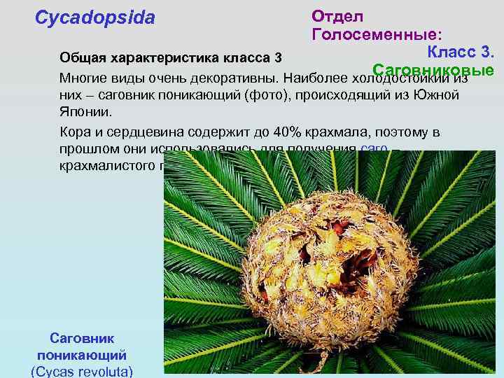 Cycadopsida Отдел Голосеменные: Класс 3. Общая характеристика класса 3 Саговниковые Многие виды очень декоративны.