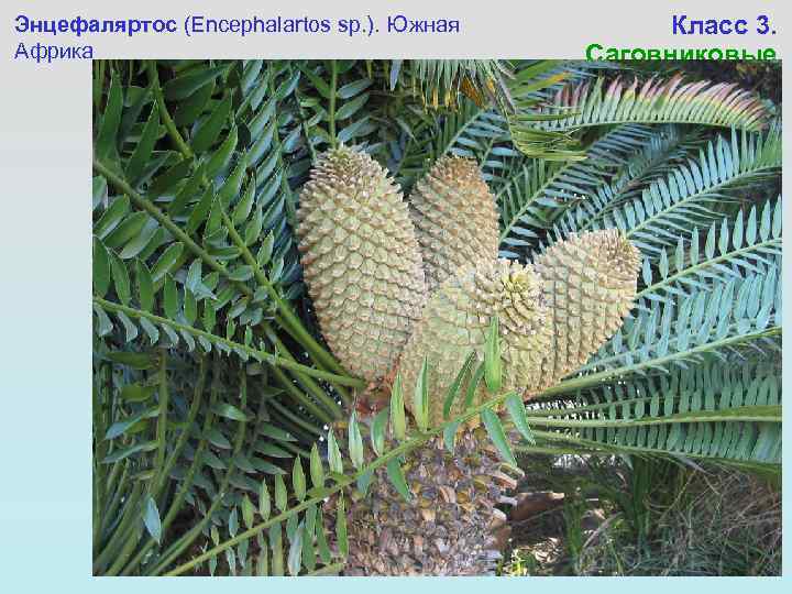 Энцефаляртос (Encephalartos sp. ). Южная Африка Класс 3. Саговниковые 