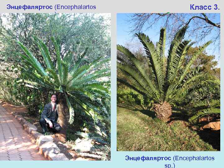 Энцефаляртос (Encephalartos sp. ) Класс 3. Саговниковые Энцефаляртос (Encephalartos sp. ) 