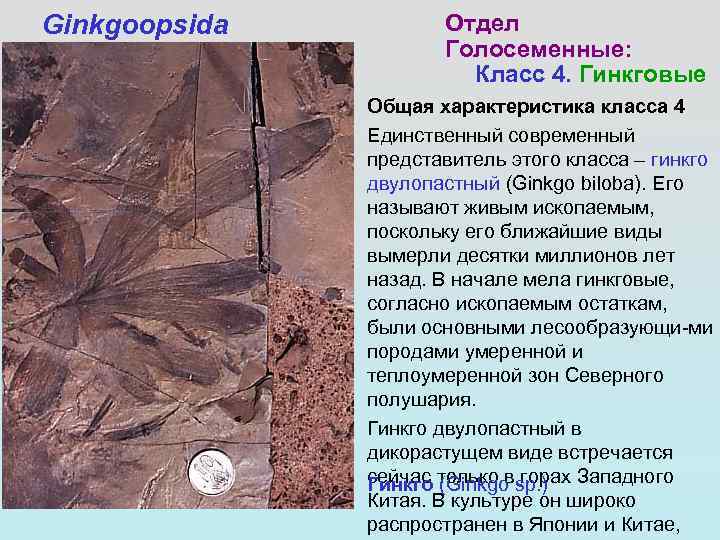 Ginkgoopsida Отдел Голосеменные: Класс 4. Гинкговые Общая характеристика класса 4 Единственный современный представитель этого