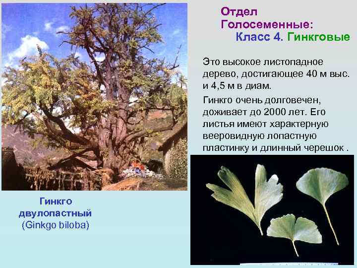 Отдел Голосеменные: Класс 4. Гинкговые Это высокое листопадное дерево, достигающее 40 м выс. и