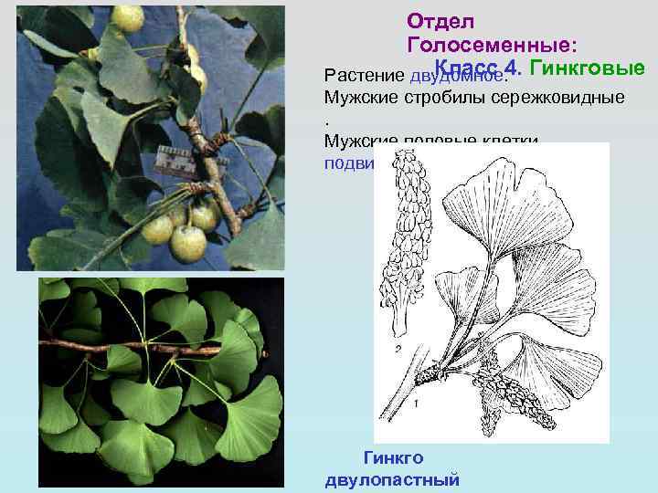 Отдел Голосеменные: Класс 4. Растение двудомное. Гинкговые Мужские стробилы сережковидные. Мужские половые клетки подвижные.