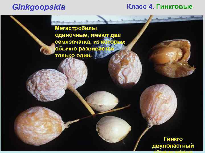 Ginkgoopsida Класс 4. Гинкговые Мегастробилы одиночные, имеют два семязачатка, из которых обычно развивается только