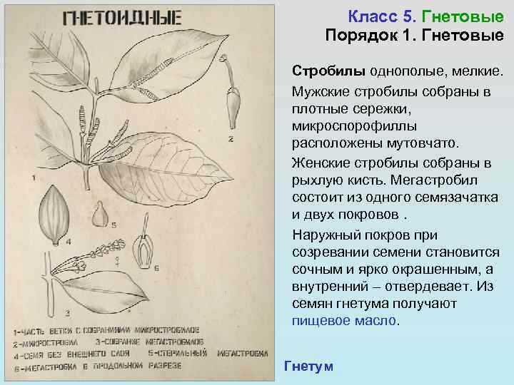 Класс 5. Гнетовые Порядок 1. Гнетовые Стробилы однополые, мелкие. Мужские стробилы собраны в плотные