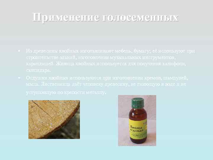 Применение голосеменных • • Из древесины хвойных изготавливают мебель, бумагу; её используют при строительстве
