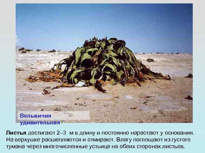 Вельвичия удивительная Листья достигают 2– 3 м в длину и постоянно нарастают у основания.