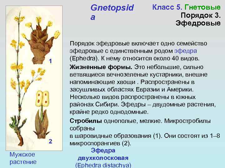 Gnetopsid a 1 2 Мужское растение Класс 5. Гнетовые Порядок 3. Эфедровые Порядок эфедровые
