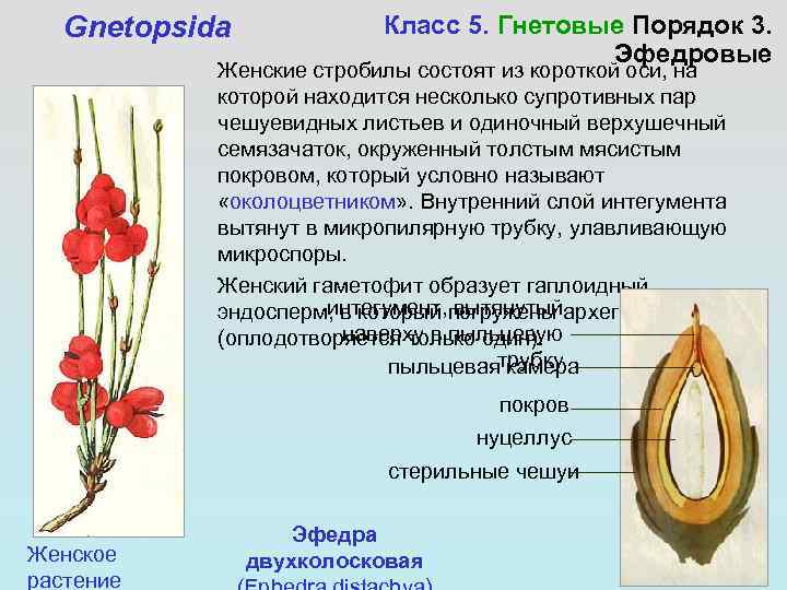 Gnetopsida Класс 5. Гнетовые Порядок 3. Эфедровые Женские стробилы состоят из короткой оси, на