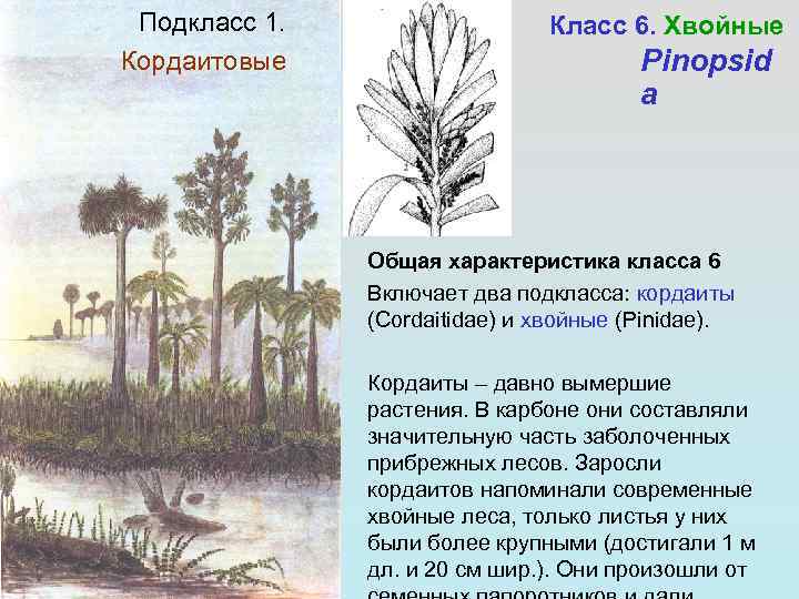 Подкласс 1. Кордаитовые Класс 6. Хвойные Pinopsid a Общая характеристика класса 6 Включает два