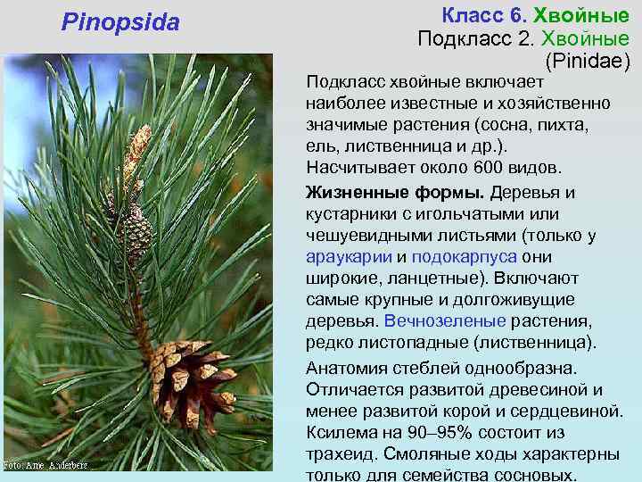 Pinopsida Класс 6. Хвойные Подкласс 2. Хвойные (Pinidae) Подкласс хвойные включает наиболее известные и