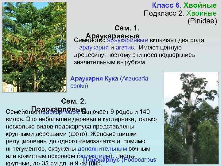 Класс 6. Хвойные Подкласс 2. Хвойные (Pinidae) Сем. 1. Араукариевые Семейство араукариевые включает два