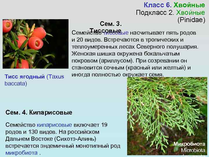 Класс 6. Хвойные Подкласс 2. Хвойные (Pinidae) Сем. 3. Тиссовые Семейство тиссовые насчитывает пять