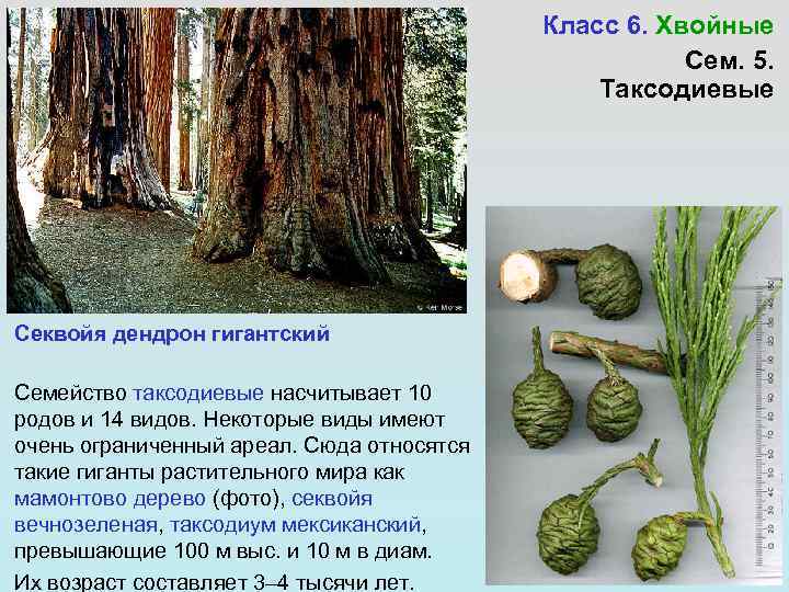 Класс 6. Хвойные Сем. 5. Таксодиевые Секвойя дендрон гигантский Семейство таксодиевые насчитывает 10 родов