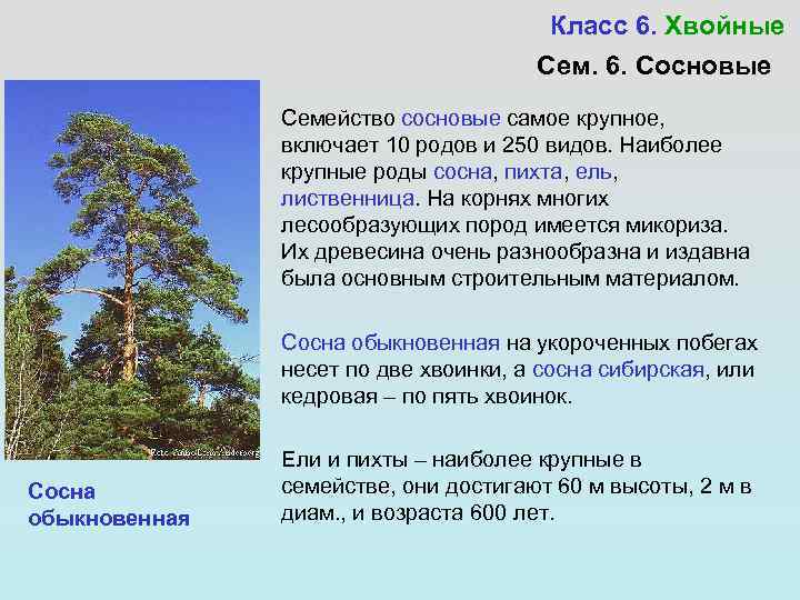 Класс 6. Хвойные Сем. 6. Сосновые Семейство сосновые самое крупное, включает 10 родов и