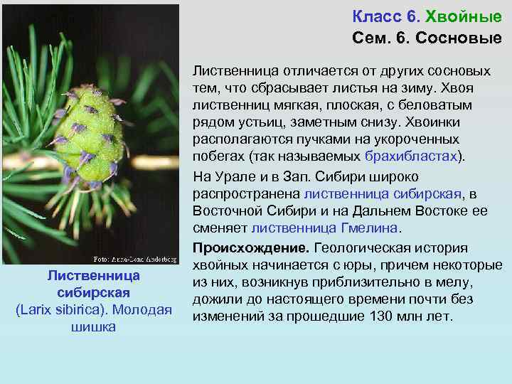 Класс 6. Хвойные Сем. 6. Сосновые Лиственница сибирская (Larix sibirica). Молодая шишка Лиственница отличается