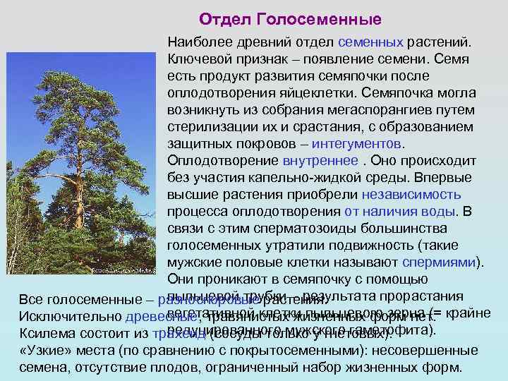 Сообщение о голосеменных растениях. Появление голосеменных. Голосеменные растения появились. Голосеменные произошли от.