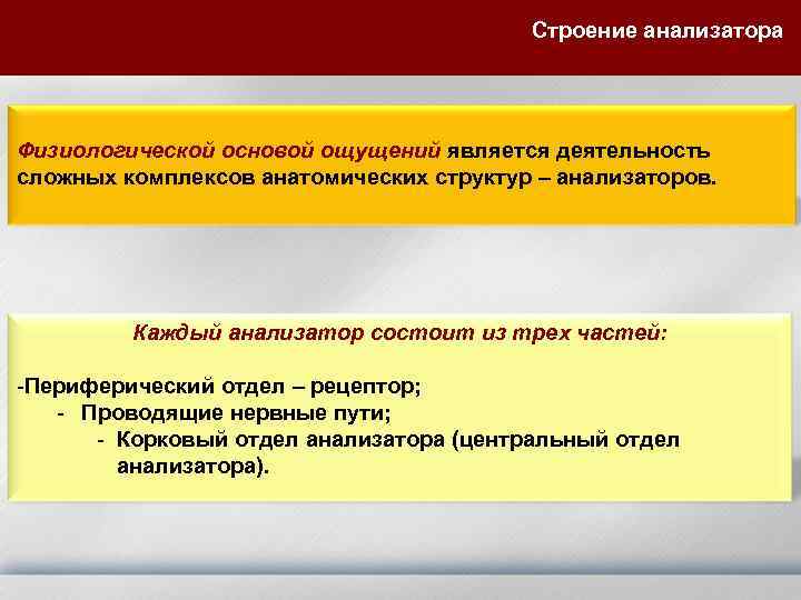 Строение анализатора Физиологической основой ощущений является деятельность сложных комплексов анатомических структур – анализаторов. Каждый