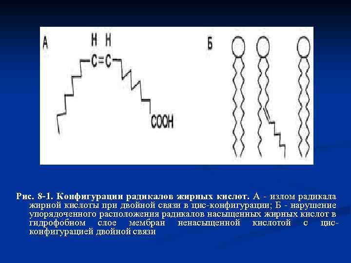 Рис. 8 -1. Конфигурации радикалов жирных кислот. А - излом радикала жирной кислоты при