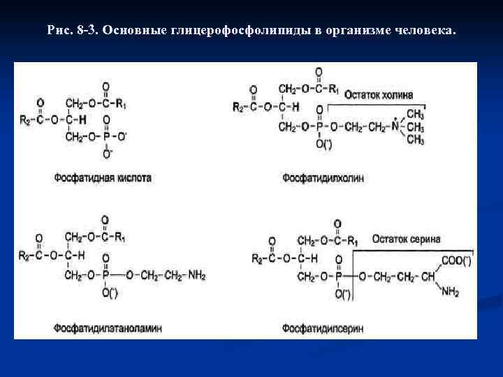 Рис. 8 -3. Основные глицерофосфолипиды в организме человека. 