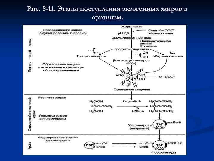 Схема путей использования жиров в организме