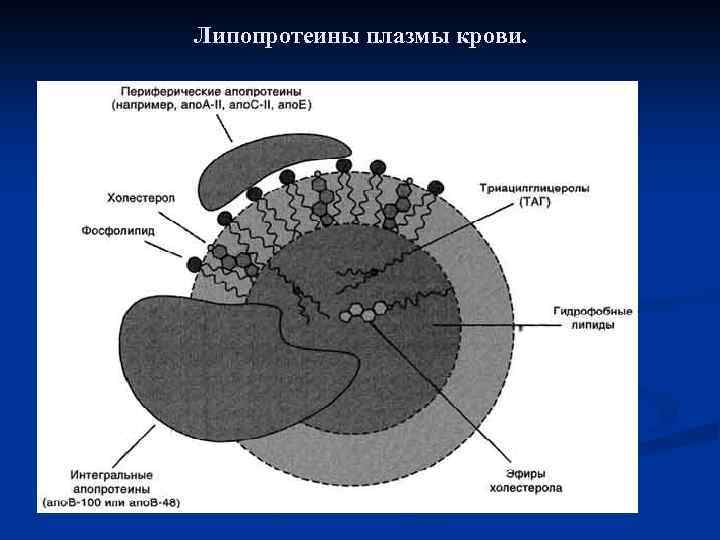 Липопротеины. Схема строения липопротеинов плазмы крови. Строение липопротеина плазмы крови. Схема строения липопротеина крови. Схема строения липопротеина плазмы крови.