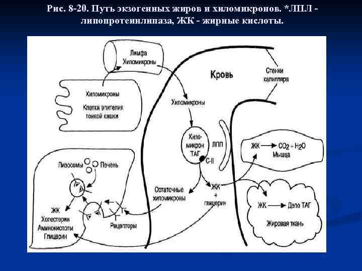 Рис. 8 -20. Путь экзогенных жиров и хиломикронов. *ЛПЛ - липопротеинлипаза, ЖК - жирные