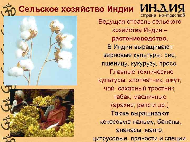 Сельское хозяйство Индии Ведущая отрасль сельского хозяйства Индии – растениеводство. В Индии выращивают: зерновые