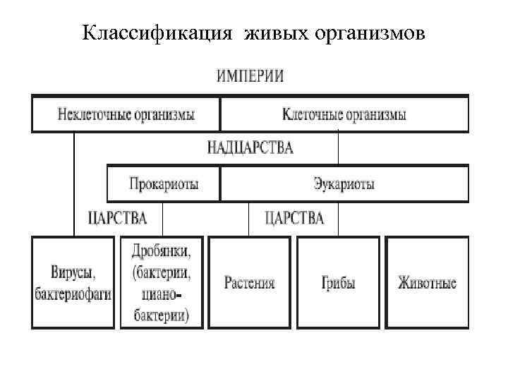Классификация живых организмов 