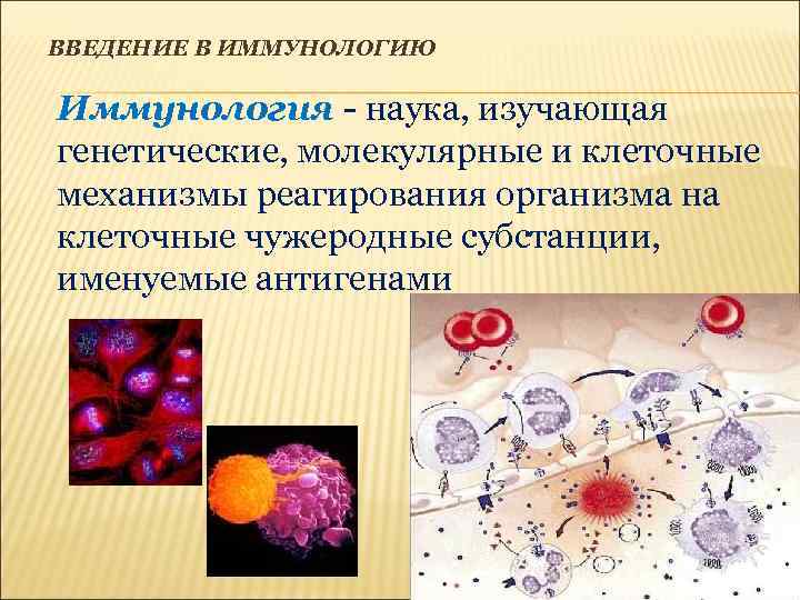 ВВЕДЕНИЕ В ИММУНОЛОГИЮ Иммунология - наука, изучающая генетические, молекулярные и клеточные механизмы реагирования организма